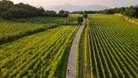Attilio Scienza: “Le strade sono l’Internet del vino”. Così fedeli e monaci hanno mappato l’Europa