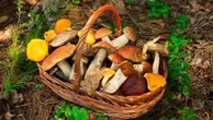 Il bosco si racconta: cinque varietà di funghi diverse dai porcini da assaggiare (e come cucinarle)
