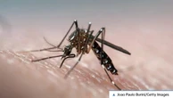 Dengue, Zika e febbre gialla in aumento: dall'Oms le nuove linee guida