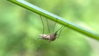 Tornati dalle zone a rischio dobbiamo fare la seconda dose contro la dengue?