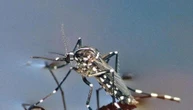 Con il caldo estremo insetti più aggressivi. Una guida per difendersi