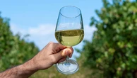 Dall’Ansonica al Vermentino, c’è una Toscana che va oltre i sentieri più battuti