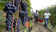Vendemmia, un’ottima annata. Ma nei mercati c’è crisi