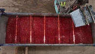 Tomatina, Buñol si prepara per la festa a colpi di pomodoro: arriva il carico di 120.000 chili