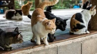 E il cuoco pentito chiude il suo ristorante specializzato in carne di gatto