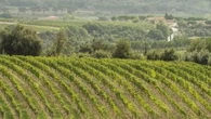 Rosso di Montalcino: record di richieste e i vigneti aumentano del 67%