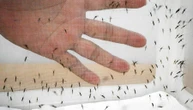Malaria, scoperta la chiave che apre le cellule umane al parassita