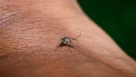 West Nile, Dengue, Chikungunya e Zika: la situazione dei casi in italia