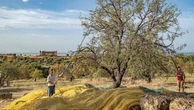 Dall’olio alle mandorle, ecco la cooperativa agricola che coltiva 500 ettari nella Valle dei Templi