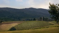 Villa Calcinaia, un tuffo nella storia con i vini “1524”