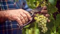 Siccità e fenomeni estremi frenano la vendemmia. Ma il crollo della Francia ci rende primi produttori al mondo