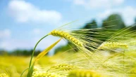 Celiachia: ottenuto il primo pane di grano 'gluten free'