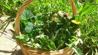 Dove raccogliere le erbe e i fiori di montagna da mettere nel piatto