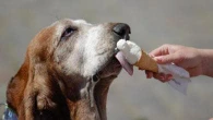 Un'estate da cani, le regole per nutrirlo quando fa più caldo