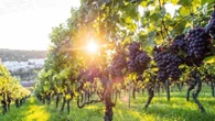 Sicilia en primeur, un sorso di vino per scoprire l’anima dell’isola