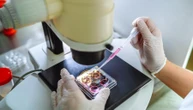 Un muscolo in miniatura per studiare la distrofia di Duchenne