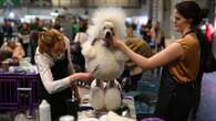 Crufts Dog Show: bravi, belli, glamour e pelosi, al via il Met Gala canino