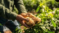 Se la nuova piramide alimentare criminalizza la patata: “Usato un criterio errato”