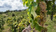 Etna Doc: bianchi, bollicine e nuovi mercati le sfide del futuro