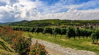 Estirpazione vigneti, sì del governo. I timori di Uiv e Federvini