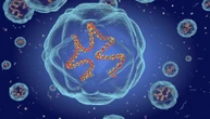 Virus Respiratorio Sinciziale, nei casi seri può crescere il rischio infarto (e non solo)