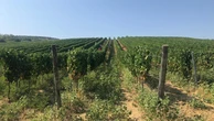 I sapori della cultura arbëreshë nei vini della famiglia Marini