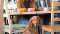 Cani al ristorante, giusto farli entrare? Le vostre risposte al nostro sondaggio