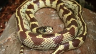 Un antidoto universale contro il veleno dei serpenti: siamo a un passo