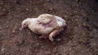 Polli e white striping, Essere animali sfida Lidl: venite nei nostri uffici a valutare il report
