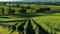 Il ritorno dei vitigni dimenticati: così il passato può cambiare il futuro del vino