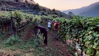 Sulle montagne sopra la Valle Arroscia, l’agricoltura eroica che riporta in vite un vino scomparso