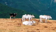 Piccoli borghi, musica e tradizioni: così l’Appennino racconta la sua essenza