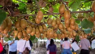Dalla Nuova Zelanda all’Agro pontino: così l’Italia è diventata la patria del kiwi