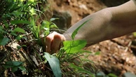 L’erba del vicino... è più gustosa: cinque piatti da provare