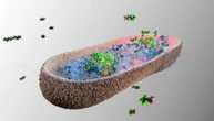 Pfas, nel microbioma un’arma per eliminarli