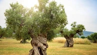 L’appello del Consorzio: “Difendere l’olio Sicilia Igp da imitazioni e truffe. La politica ci aiuti”
