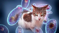 Toxoplasmosi, il parassita da monitorare in gravidanza che può far perdere la vista