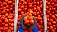 Semi di pomodoro e peperoncino cinesi spacciati per italiani: maxi sequestro a Torino e Piacenza