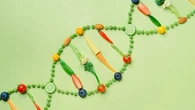 La dieta che parla al DNA: ecco come il cibo può rallentare l’invecchiamento