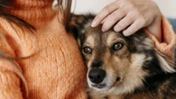 Los perros alimentados con probióticos y prebióticos tienen una mejor salud intestinal