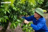 Mùa vải buồn ở Bắc Giang, mất nghìn tỷ đồng vì cây “chột” hoa