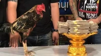 Con gà chọi được trả 2,3 tỷ đồng, chủ gà liền đồng ý bán