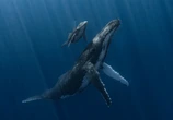 "Thủy quái" khổng lồ bất ngờ lao đến dưới biển sâu: Thợ lặn suýt bị nuốt chửng trong tích tắc
