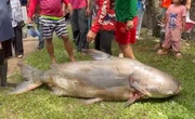 Ngư dân bắt được con cá tra dầu khổng lồ nặng 200kg trên sông