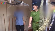 Triệt phá đường dây trồng, chế biến cần sa tại nhà ngay giữa Thủ đô