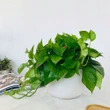 Tại sao mỗi bàn học nên có một chậu trầu bà?