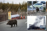 Lợn hoang tại khu vực phóng xạ Fukushima của Nhật Bản đã trở thành "siêu lợn", sinh sôi chóng mặt, đe dọa mất kiểm soát