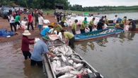 Hình ảnh hơn 200 tấn cá chết ở hồ Trị An