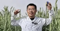 Phát hiện loại lúa lạ cao hơn con người, được trồng la liệt ở vùng đất gần 700 ha, mỗi năm thu 40.000 tấn
