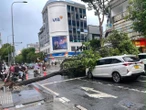 TPHCM: Cây xanh bật gốc giữa cơn mưa lớn, đè trúng 2 ô tô